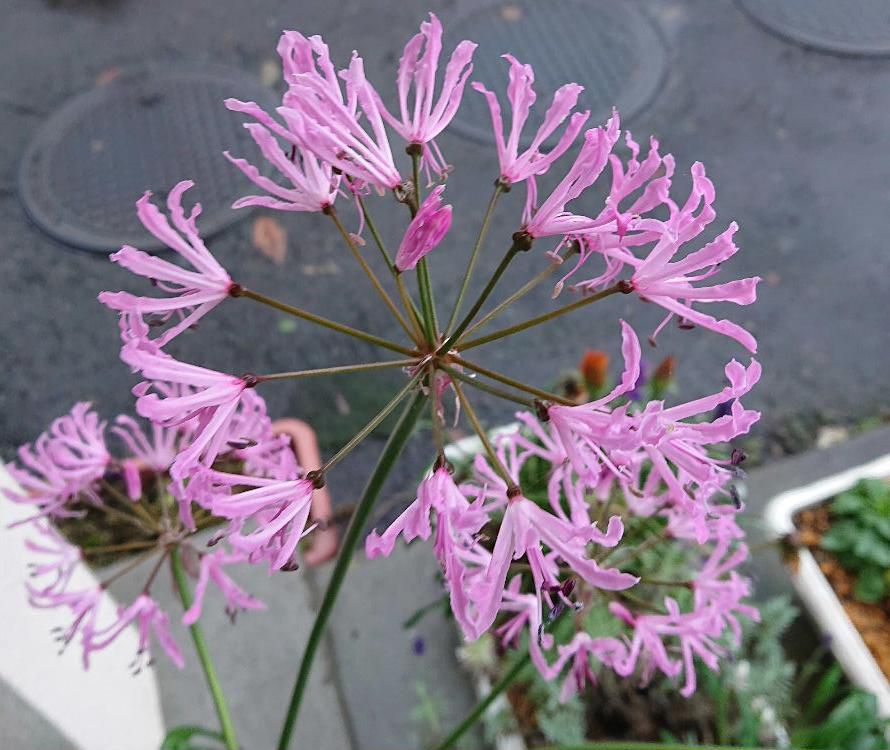 知人の店先にピンクの花がさいていました　ネリネという球根で晩秋まで咲いている花です　お客様からも「きれいに咲かせてますね」と声をかけていただいているそうです　波打つような細い花びらです