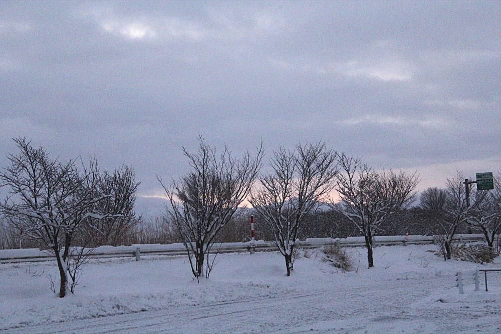 昨夜まで降り続いていた雪が止み　今朝は穏やかな天候となり心配したほどの積雪もなくホッとしています　そちこちから除雪車の音が聞こえ昨夜からの雪の始末におおわらわですが　もう少しの間雪が降らないでほしいと願っているのは私だけではないと思います