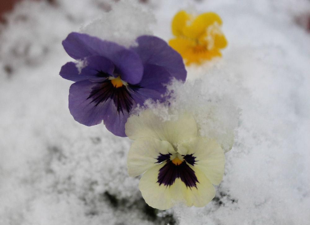 降った後にすぐ解けそうな雪が「パンジー」の花に降っています　寒さや雪にも強く外に出しておいても春になるとしっかりと芽を伸ばし花を咲かせてくれる花です　外でも花を見れる貴重な植物で軒先で花を楽しませてもらっています　これからクリスマス寒波の大雪がくるのでしょうか