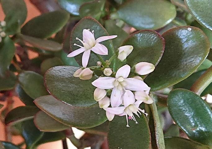玄関などに白い花を咲かせる「金のなる木」（フチベニベンケイ）がよく鉢植えされて置かれています　開花時期が１１月から２月頃とちょうど今頃楽しめる花木です　乾燥や低温に強く厳しい環境にも適応する丈夫な植物で寒い時期でも開花するのだそうです　多肉質の葉や茎にたっぷりと水を蓄えることができるのであまり水を必要としないのですが過湿にすると根腐れをおこします