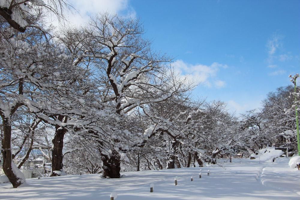 連日の雪でうんざりしていますが雪のおりなす風景も格別のものがあります　首都圏はわずか１０ｃｍの雪に大混乱しています　今朝の新聞の川柳に「雪国が笑って見てる十センチ」と雪国の人の声を代弁してくれているような句に出会いました　