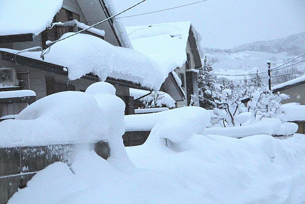 昨日から今日にかけて５回目の雪かきです　肩や腰がいたくなり老いをかんじています　今日は青空も見え雪も一休みですがまた明後日あたりから大雪の予報がでています　まだ１月半ばですからこれから１か月は雪との闘いです　うんざりしています