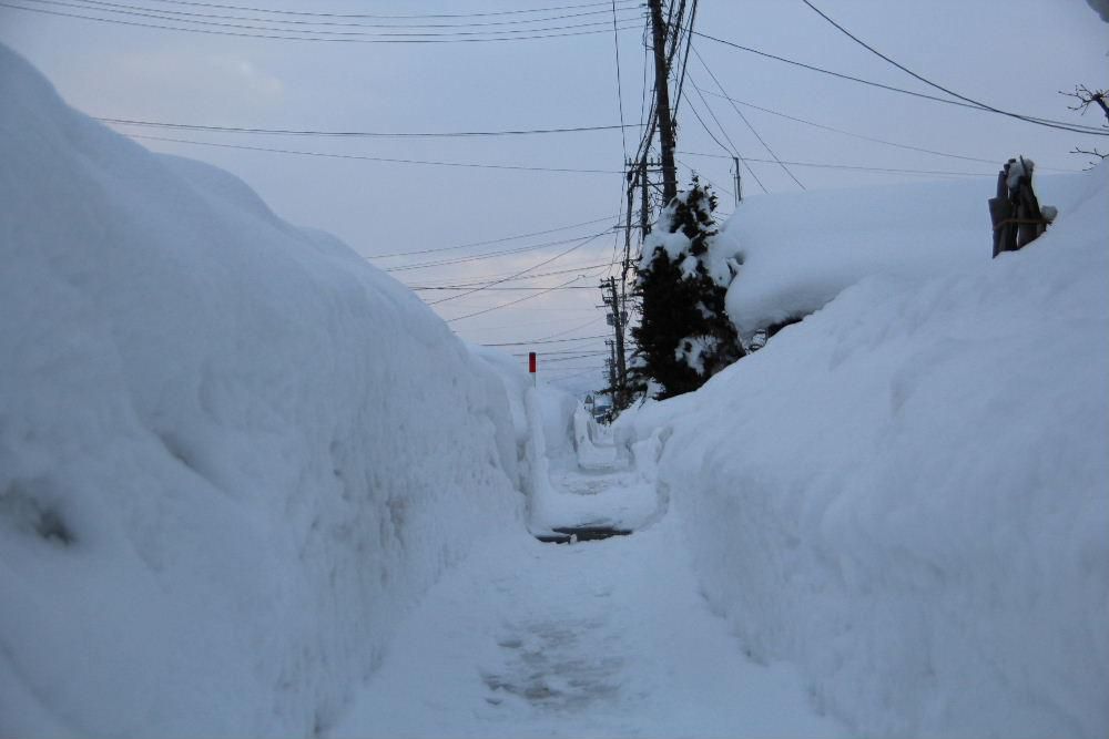 朝から太陽が顔を出して雪を照らしています　昨日から降雪の一休みです　今年の雪はこれまでにない大雪で勝手に「２０２２豪雪」と呼んでしまいそうです　先日の雪の降りっぷりの様子と昨日の写真に引き続いて背丈をはるかに超える歩道の雪の壁です　今日は左側が車道となります　車道を走る車は全くみえません。　すごい雪ですね　今日の晴れた天気で雪もかなりとけるでしょうか