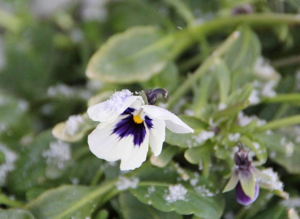 今朝も雪がちらついています　そんな雪の中でもパンジーが花を咲かせています　大雪のときはすっぽりと雪に覆われていたプランターのパンジーは雪を取り払うと緑の葉に白や紫の花をつけています　凍り付いたパンジーが息を吹き返したように花を咲かせています　春になると一斉に花を付けてくれるパンジーですが花のない冬に心を和ませてくれる草花です