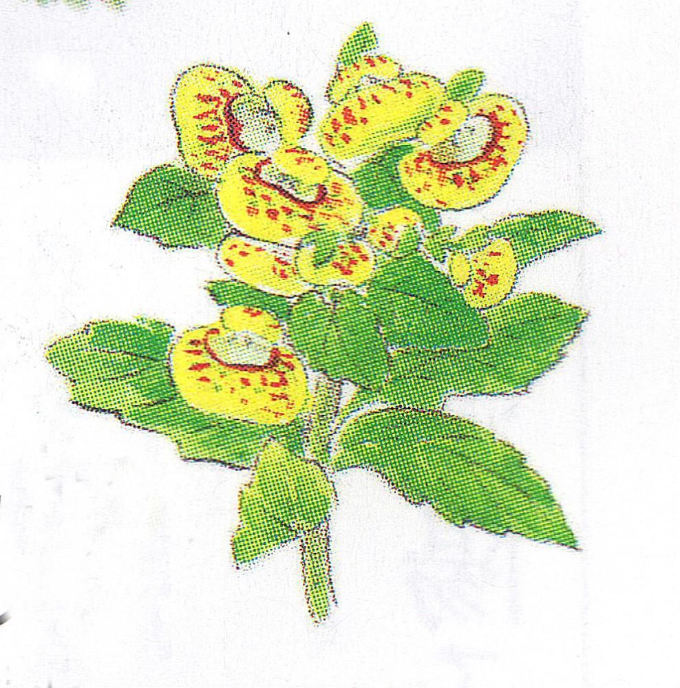 ラジオ深夜便という雑誌があり、そこに毎月誕生日の花と花言葉が手書きのイラストとともに紹介されています　１月３０日の誕生花は「カルセオラリア」で「巾着草」と呼ばれている草花です　初めて聞く花ですが花の形が巾着に似ていることから花言葉が「私の伴侶に」「助け合い」ですが私はこれまで見たことも聞いたこともない花です　イラストの絵で実物はもっと鮮やかな黄色の花です