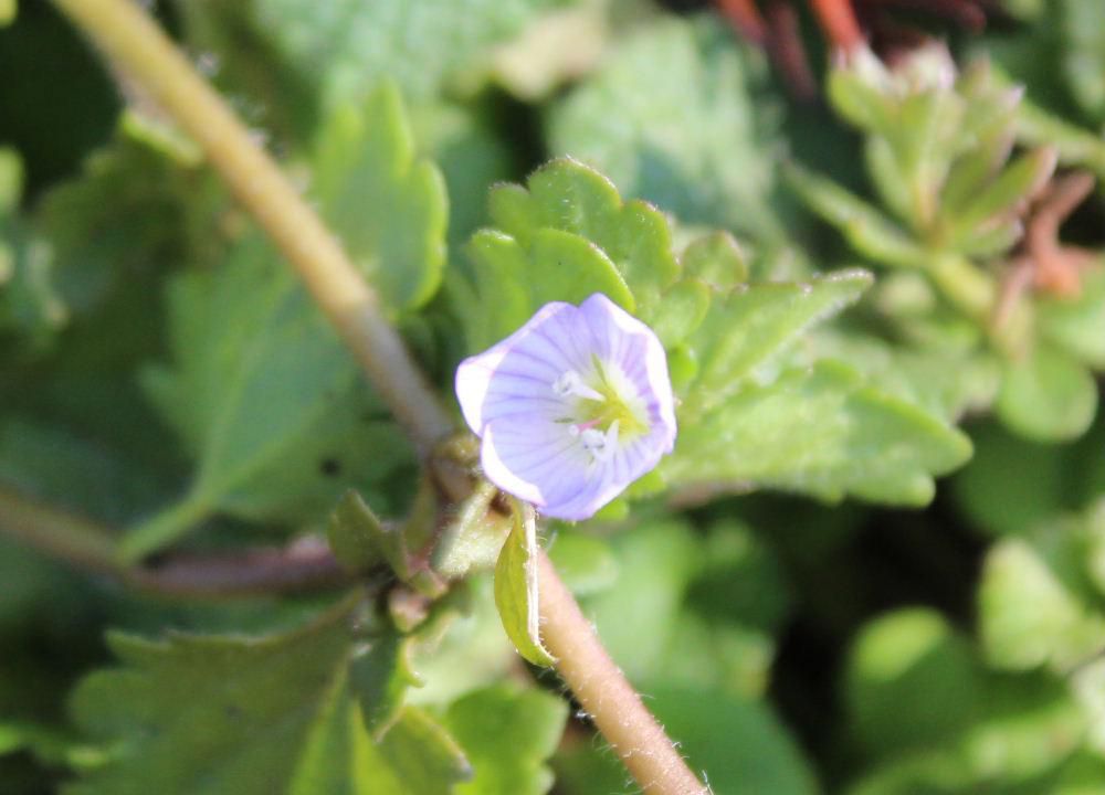 昨日は快晴の良い天気で気温も４，５度あったでしょうか　天候に誘われて野草の花を探しに出かけました　山すその南斜面にどこにでもある「オオイヌノフグリ」というの雑草の花が一輪咲いていて思わず写真を撮りました　小さな紫色の花がびっしりと咲く雑草ですがやっと一輪見つけました　今年初めての雑草の花です