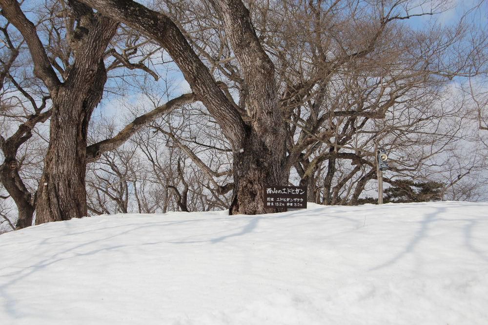晴れ間に烏帽子山公園にのぼりました　雪に覆われまだまだ春は遠いと感じました　公園には桜の芽をついばむ「ウソ」の鳥を追い払う擬声が響いていました　枝の剪定をしている平林さんによると今年もウソが多く桜の花が心配だと語っていました　今年もよい桜が咲くといいですね