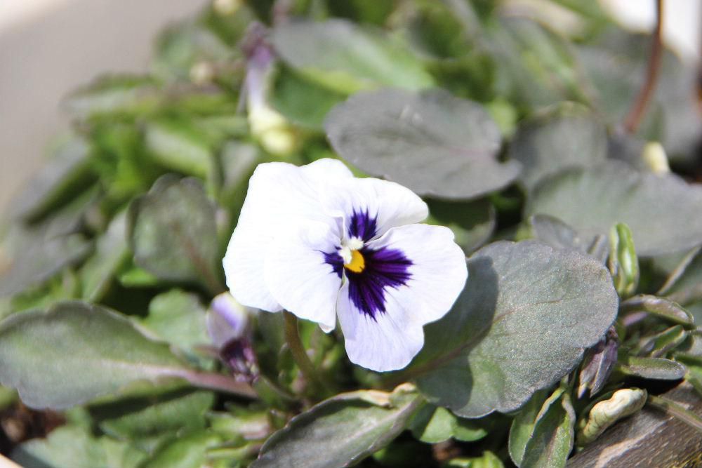 暖かい陽ざしが降り注ぎ春を思わせる陽気にプランターの花もこころなしか鮮やかに見えます　冬はもう終わりでしょうか
