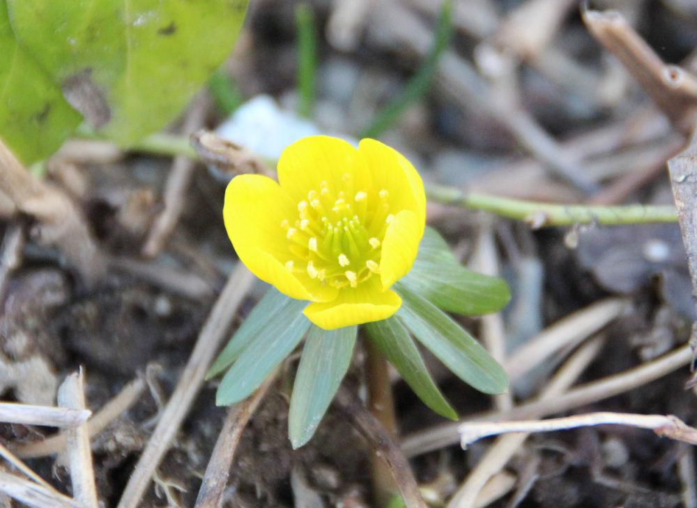 暖かさに誘われたように福寿草が咲いています　１月１日と４月６日の誕生花で花期は早春で３～４ｃｍの大きさの花です　よくお正月のおめでたい花として扱われますがなんとなく納得です　花は花びらを使って日光を集めその熱で虫を集めるのだそうです　日光があたると開き日が陰ると閉じる花で晴れた日でないと見れない花です　