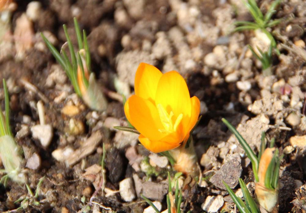 ようやく我が家の花を紹介できる嬉しさのブログです　昨日の気温でクロッカスが開花しました　我が家では一番最初に咲く花です　これからは雪景色ではなく「花暦」に応えられえるブログでありたいと天気予報を見ています　でも明日紹介する花がありません