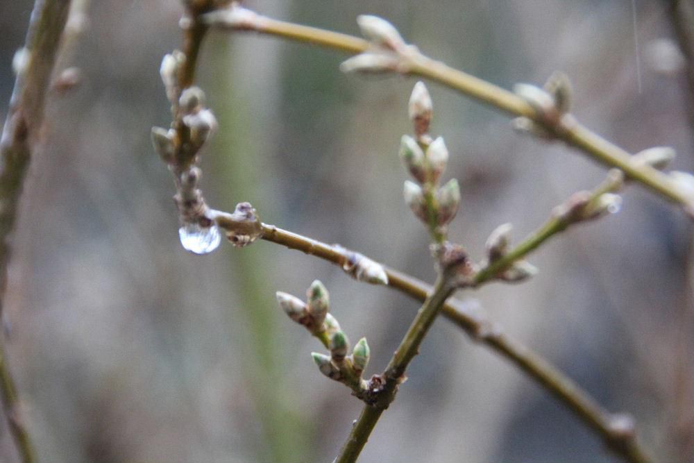 朝から雨が降っています　雨に濡れたレンギョウやボケなどの花木の花芽が少し赤みを帯びたり膨らんだりしています　ひと雨ごとに暖かくなりいよいよ花の季節がやってきます