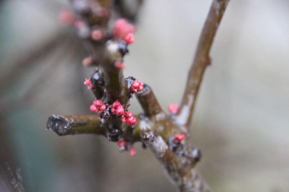 雨に濡れた「ボケ」の花芽が紅く色づいてきました　もう２，３週間もするとオレンジ色の「ボケ」の花が咲き始めます　暖かくなる春が来るまでもう一息ですね