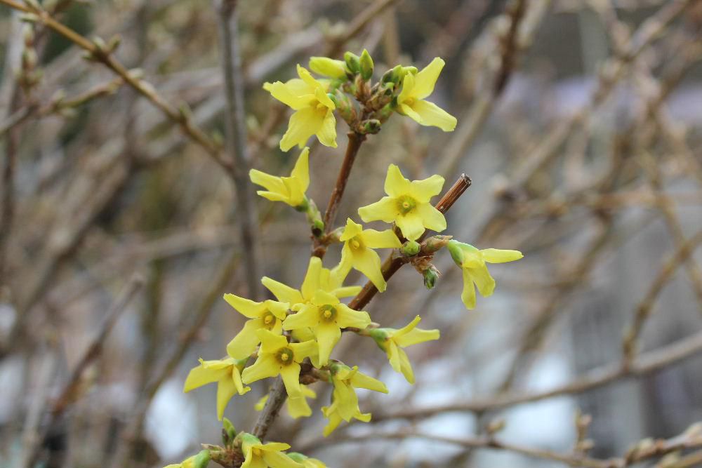 レンギョウの花が咲きました　といっても雪で折れたレンギョウの蕾の付いた枝を花瓶にさしていましたら庭の花木より一足早く咲いてくれたものです　早春の花は淡いピンクや黄色の花が多いですね　まもなく次々と花が咲いてきます　楽しみです