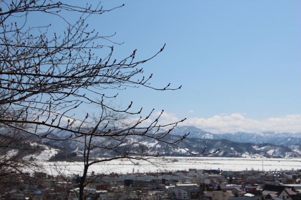 真っ青な空　残雪の山々　田んぼに残る雪　回りの風景は間違いなく春に近づいてきています　桜の蕾はまだまだ固そうですが烏帽子山公園桜まつりの開園式が４月８日に行われます　いよいよ桜祭りがはじまります　