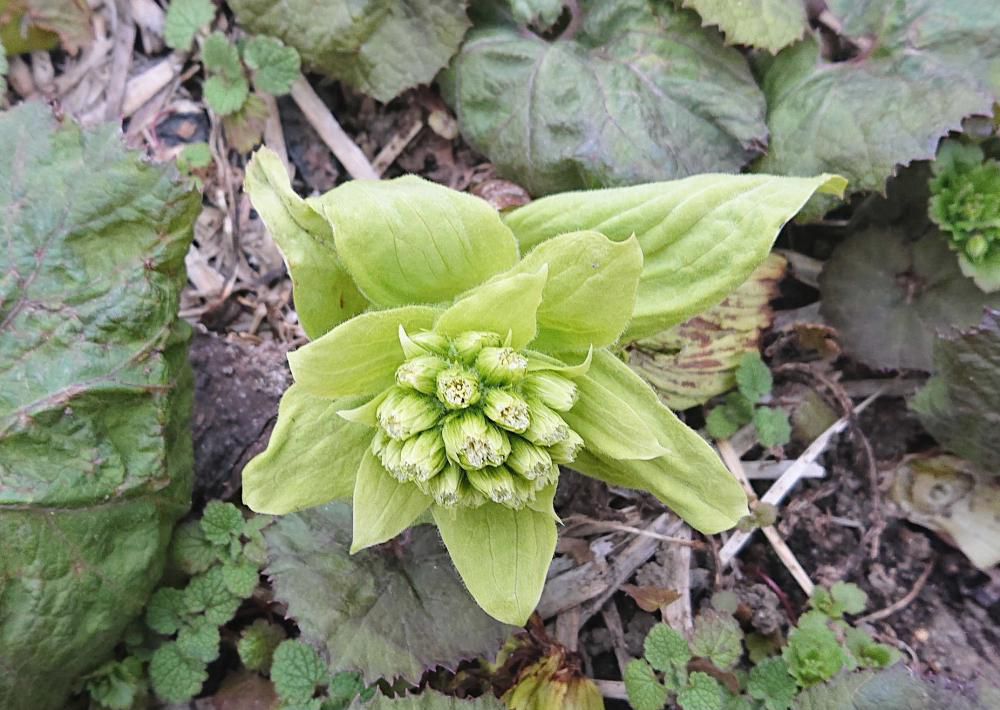 味噌汁にはなしたフキノトウがなんともいえない香りに春を感じます　土手にフキノトウを見つけて春に出会ったような気がしてうれしくなりました　つくしと並んで春を代表する野草でしょうか　春を探しに出かけてみませんか