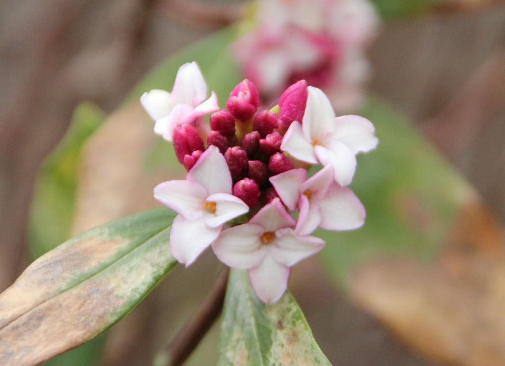 良い香りを放つ「ジンチョウゲ」が開花しました　妻の実家の庭に大きなジンチョウゲが植えられており家に近づくとジンチョウゲのにおいが漂ってきたものです　今はその木もなくなりましたが我が家にかろうじて残っています　日当りも悪くあまり大きくもならず香りもあまりしなくなりましたが懐かしい思い出の木の一つです