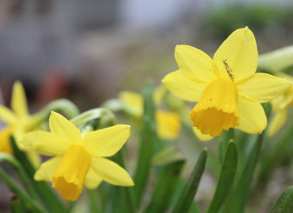 風が冷たく肌寒い朝となりましたが庭のミニスイセンがようやく咲きました　春を告げる花の一つで多くの種類がありますが小っちゃくて可愛い花です　今日は市内の小中学校で入学式が行われます　新しい旅立ちの日となりますが良い天気となってくれと祈っています