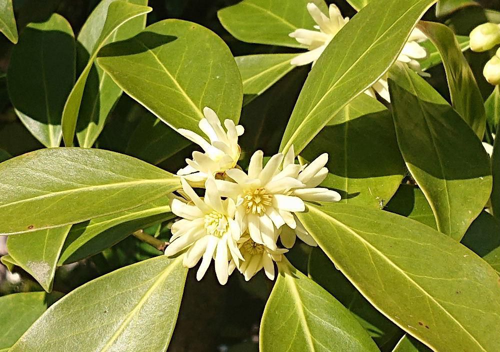 淡い黄色の花を付けている花木を散歩の途中でみつけました　「シキミ」というもくれん科の花木でしょうか　寺院によく植えられていたそうですが春になると花を咲かせ　９月頃袋果と呼ばれる実が熟すそうですが実は猛毒だとか　