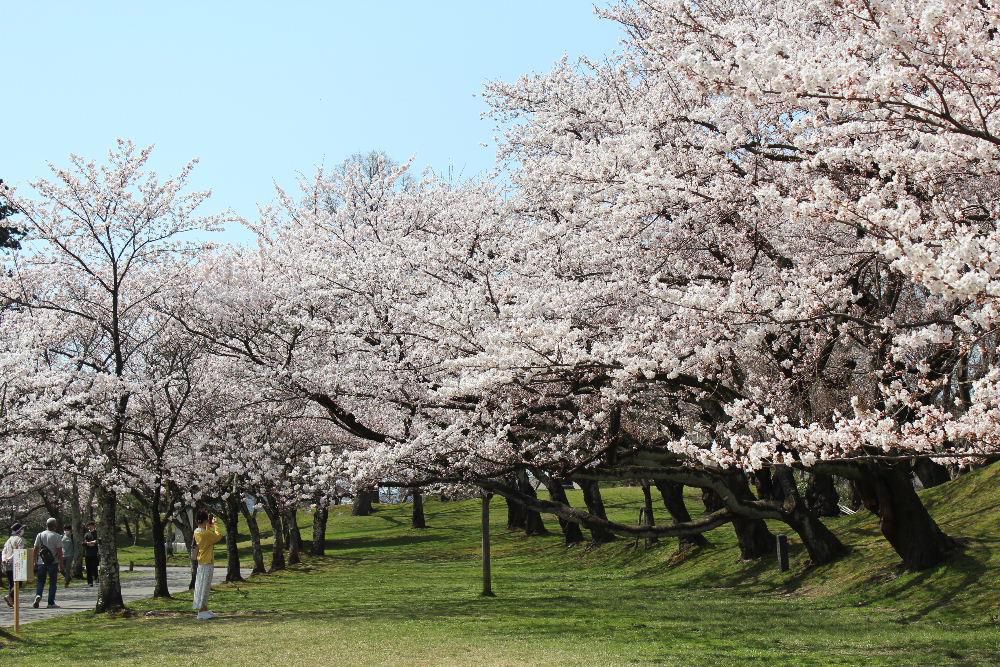 暖かなというより暑い陽ざしに誘われて開花宣言した鶴岡公園で桜を愛でてきました　満開の桜が青い空のもとで白く輝くように咲いていました　かつて単身赴任で３年間住んだ鶴岡だけに懐かしさもありゆっくりと鶴岡公園を散策してきました