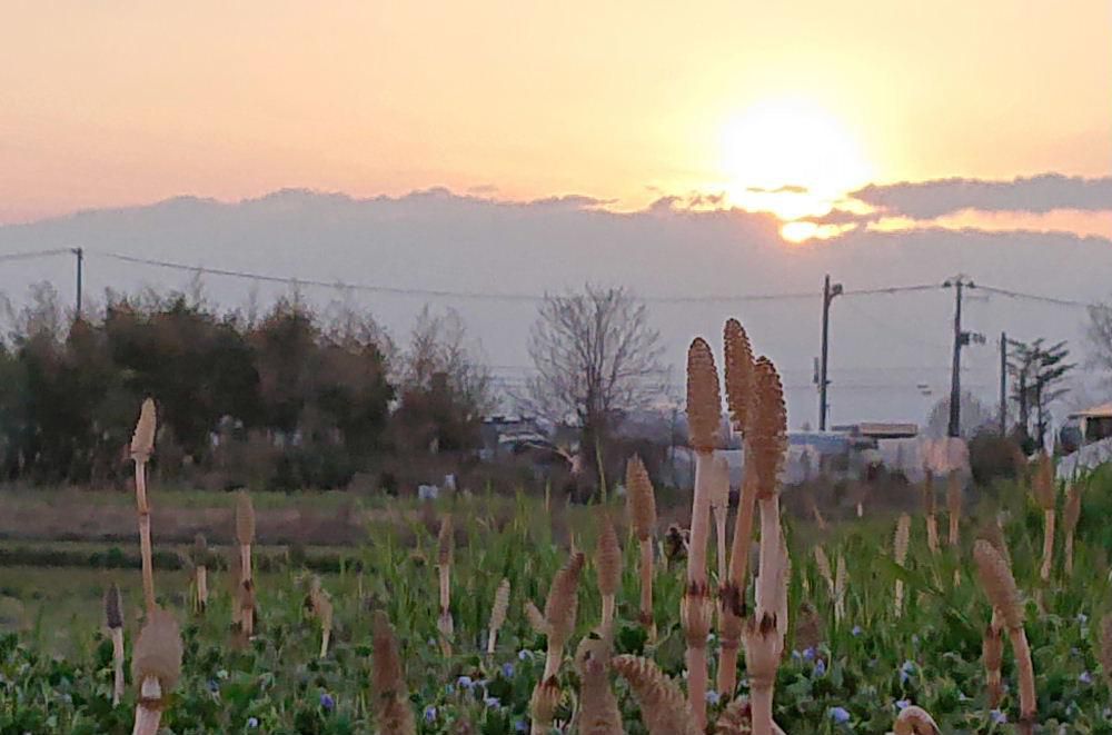 昨日の夕方の散歩で夕陽に照らされたつくしに思わずカメラを向けました　　今年は例年になくつくしの群生が多いような気がします　今朝は昨日までの初夏のような気温から２０度近く下がりとの予報で雨が降っています　国道沿いの桜並木も開花し始めたのでサクラが散らなければよいのですが