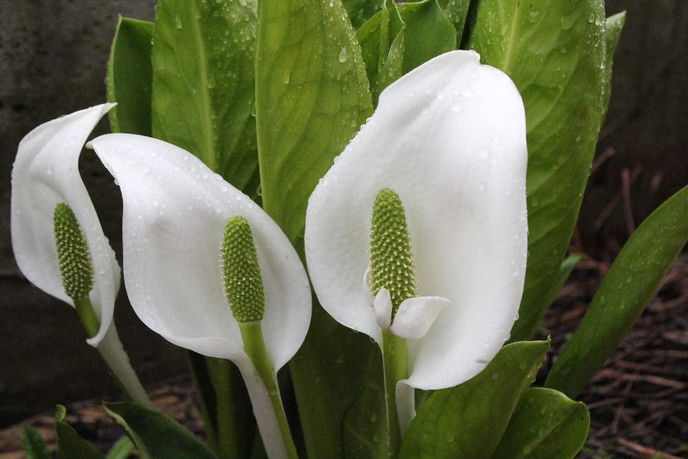 昨日からの雨が今朝も降っています　我が家の裏の川沿いに植えられている隣地のミズバショウが今を盛りと咲います　隣地には家もなく北側の窓を開けるとミズバショウは我が家で独り占めで眺めることができます　雨にミズバショウが似合いますね