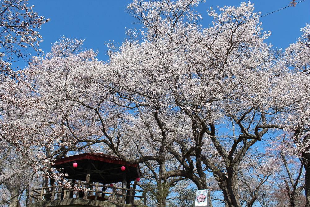 今日は烏帽子山公園のサクラをてんこ盛りにどうぞ