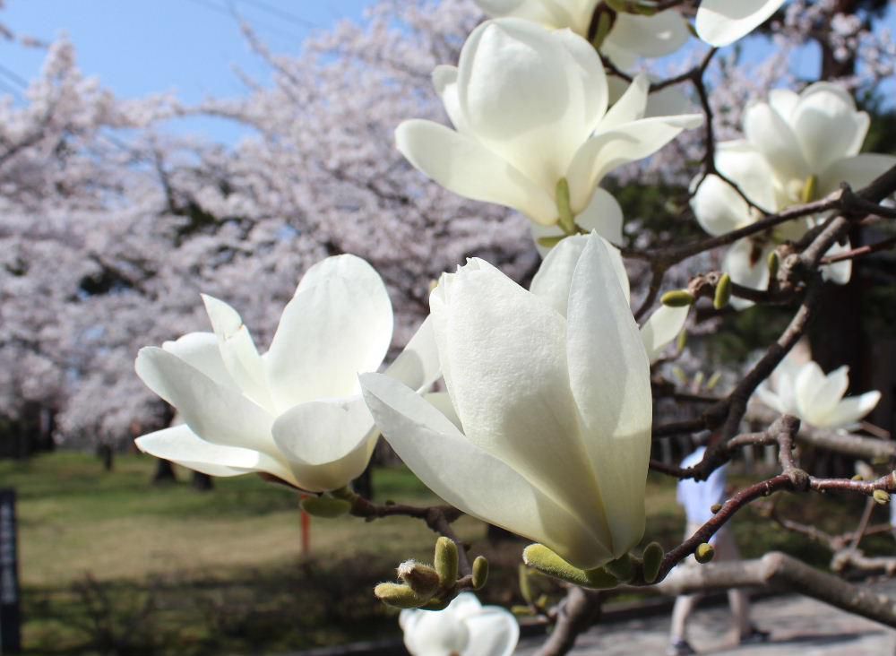 青い空とピンクのサクラにわってはいるように「モクレン」の花が咲いています　次々と花が咲きまさに春爛漫といった感じです　急いで紹介しないと追いつけないほどいろいろの花が咲き始めました