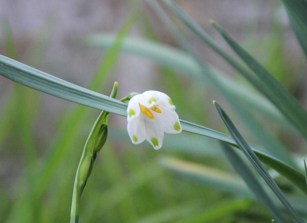 桜が満開の烏帽子山公園でスズランに似た「スズランスイセン」（スノーフレーク）という名前の可愛い花をみつけました　白い花びらの先端が６つにさけていて　その一つ一つに緑色のドットがついています　花言葉が「純潔」「汚れなき心」だそうですがピッタリの花です