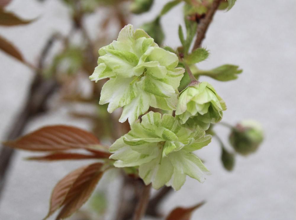 烏帽子山公園の桜が散り緑の葉も芽生えてきました　春から初夏へ季節が変わろうとしています　我が家の鉢植えの御衣黄という桜がようやく開花しました　花が薄緑色で桜のイメージとはかけ離れた花で爽やかな初夏を感じさせてくれる　春と夏を結んでくれる花でしょうか