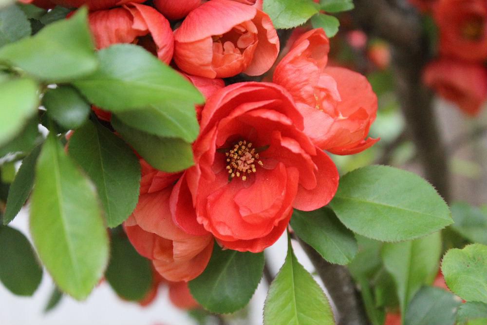 オレンジ色のボケの花が開花しました　ぜ元々は「モケ」「モッケ」「ボックワ」と呼ばれていましたが時代ととに「ボケ」と変化していったと言われています　固いトゲがあり秋の剪定時には扱いにくい花木です　花が終わると楕円形の実をつけますが食べられるのでしょうか