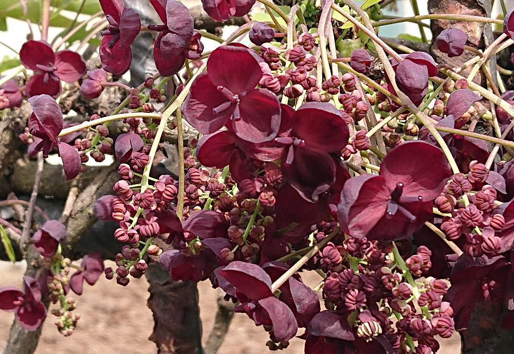 色も形もとても変わった花が咲いていました　アケビの花で実は素揚げにして食べるのが一番で私の好物の一つです