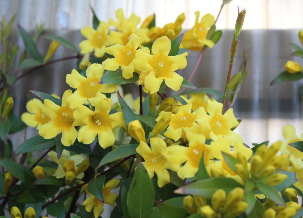 真っ黄色のカロライナジャスミンが開花しました　ジャスミンの香りがするという説明に魅せられ植えてから１５年以上たちました　かつてアメリカでは医薬品として親しまれており　偏頭痛や喘息に効果があるとされていました　そのため「長寿」という花言葉をもつようになったとされています　またジャスミンのような香りを春に漂わせることから「甘いささやき」という花言葉がついたそうです