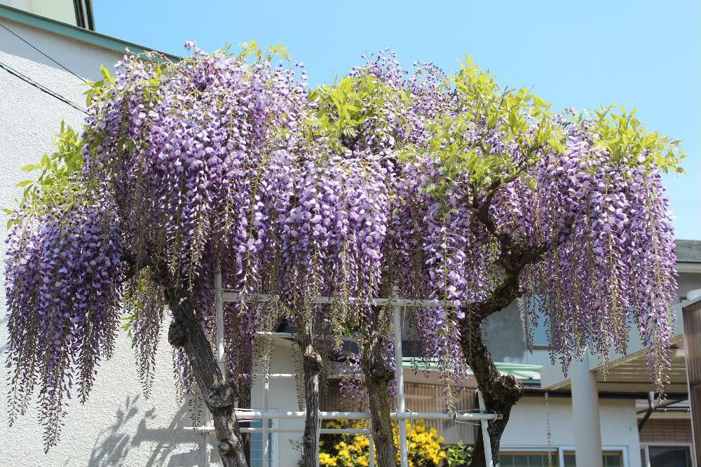 今日も夏のような暑さになりそうです　昨日も最高気温が３０度近くになったとか　庭のフジの花が満開になりました　５月の季節を代表するような花でクマンバチが何匹も飛び交い　フジの花の蜜をすっています