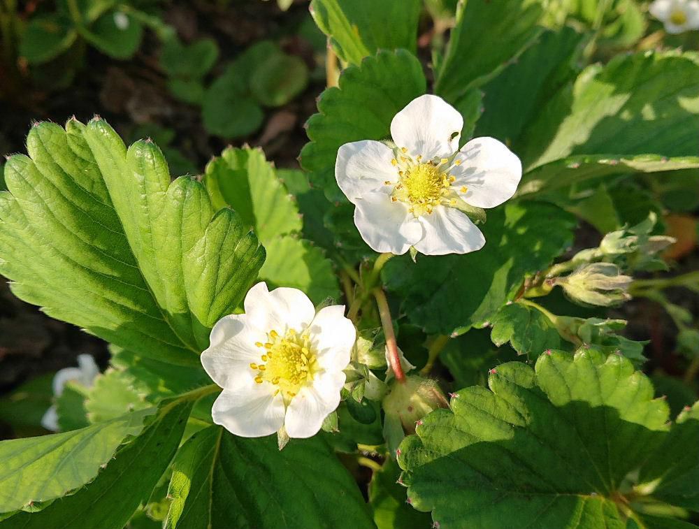 地植えのイチゴの真っ白な花がさいています　店頭に並ぶイチゴはハウス栽培ですが地植えはこれから実を付け真っ赤に熟んでいきます　真っ白な花とこれから付く真っ赤なイチゴのコントラストがなんとなく不思議に感じます