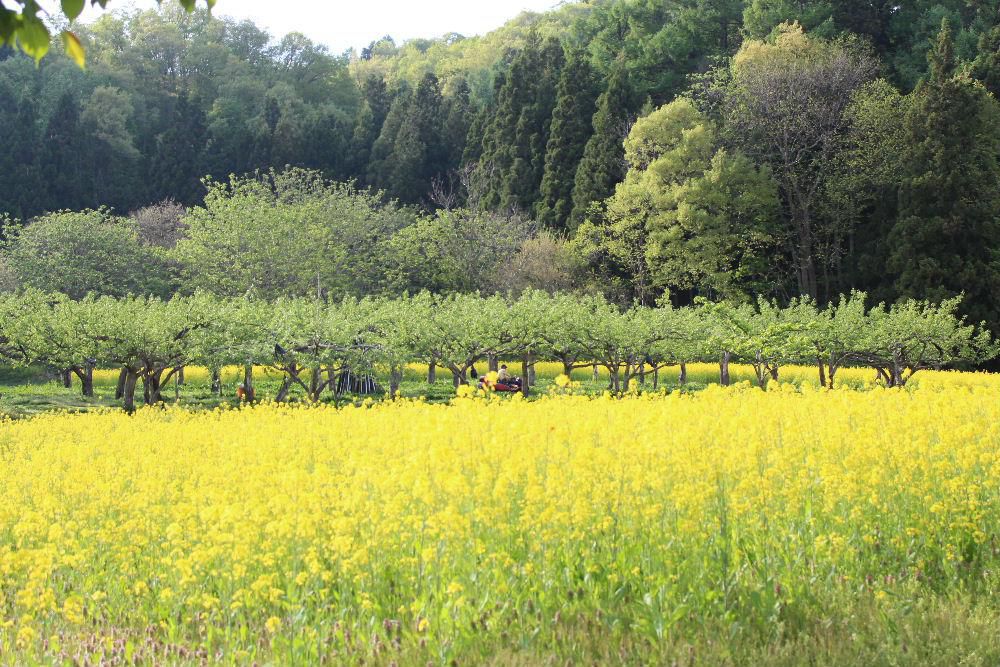 市内金山地区で菜の花とラフランス　山の柔らかな木々の緑とまさにアルカディア（桃源郷）のような風景が広がっていました