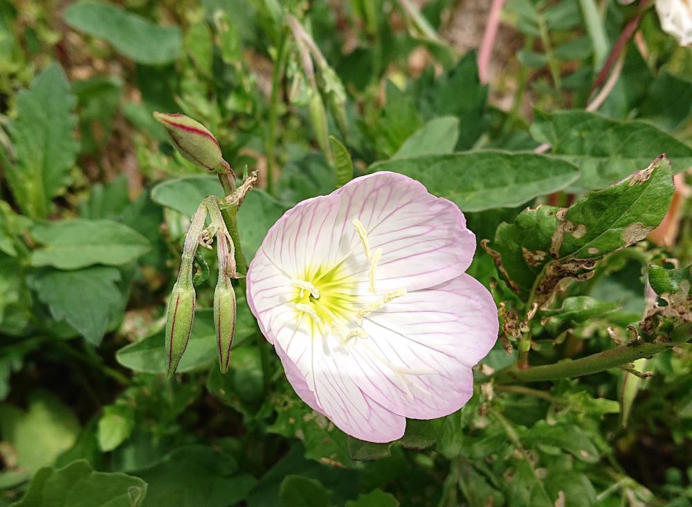 友人の軒先にピンクの可愛い花がさいていました　「ヒルザキツキミソウ」という名前の花で　蕾の時は恥ずかしそうに下を向き開花時は元気よく上を向いて咲いてくれる花です　一度植えれば放任していても毎年花を楽しむことができる丈夫な草花だそうです