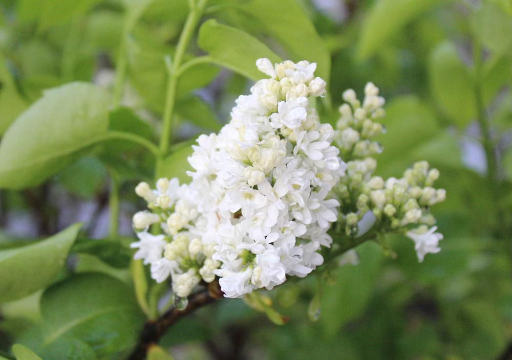 白いライラックの花が爽やかに咲いています　淡い赤紫色のライラックと違った趣があります　「ライラック」という名称は英名で日本でも呼ばれている「リラ」という名称はフランス名です　穂先に穂状の花をたくさんつけ芳香もあり耐寒性もあるので冷涼な北海道の花というイメージがあるのでしょうか
