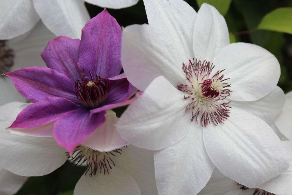 クレマチスの白と紫のコラボレーションです　暑い気温にクレマチスが満開で白い色の花がまぶしくみえます