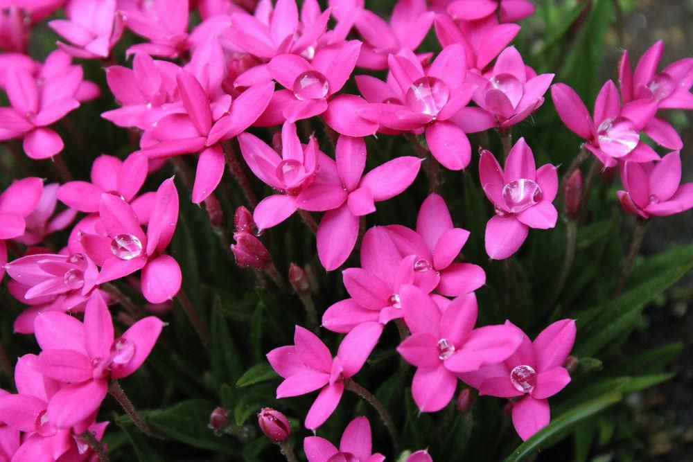 雨上がりの水滴が「アッツザクラ」の花に宝石のように光っています　鮮やかなピンクの花で６枚の花びらで桜やサクラソウの５枚より１枚多くついています　「ロドヒポキシス」と舌の噛みそうな名前がついています　これから白やピンクの花も咲いてきます