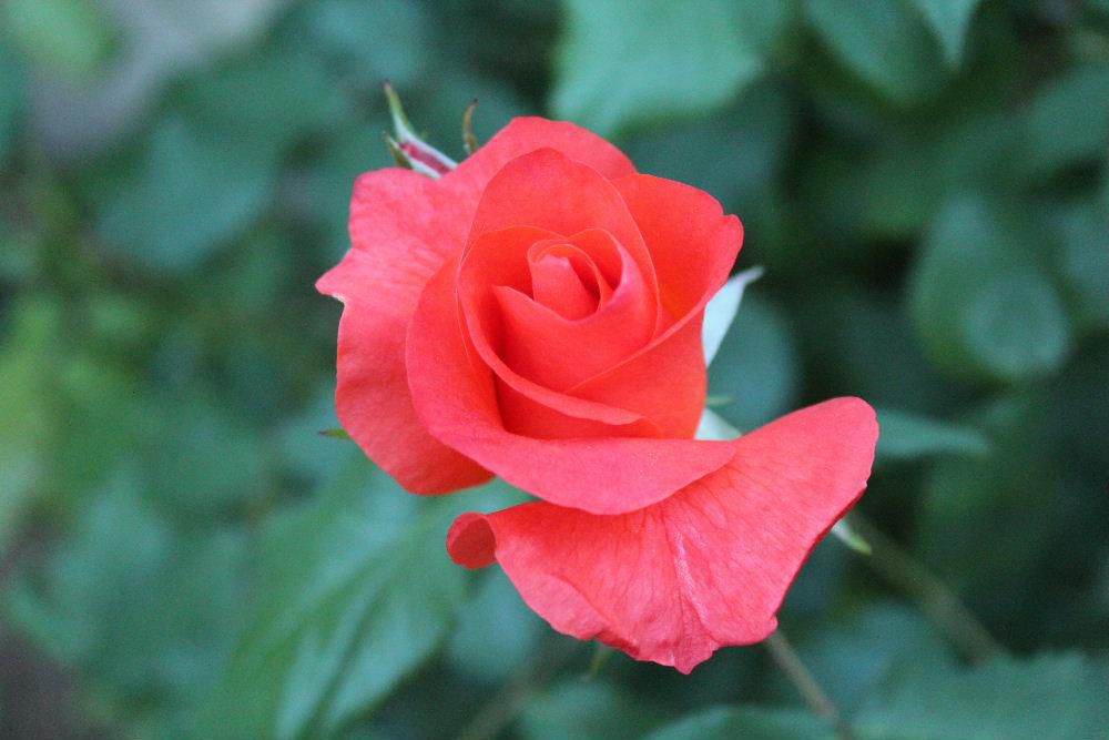 ようやく我が家のバラが開花しました　挿し木をして育てた「プリンセスミチコ」というバラで真っ赤ではなく鮮やかなオレンジ色のバラです　まだ若い木ですので本当は花を咲かせず木を成長させなければならないのですがついつい咲かせてしまいました　でもバラの季節になりました　いいですね