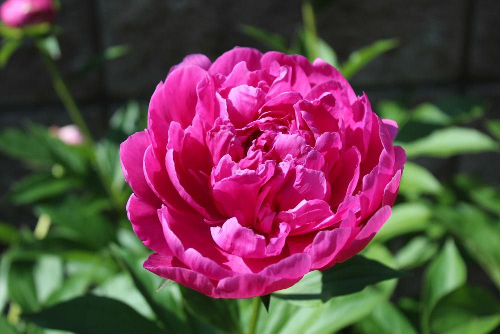 白や赤の「シャクヤク」が咲いています　ボタンと似ていますがボタンは花木で「シャクヤク」はは草本です　シャクヤクは冬になると地上部は枯れてしまいますが翌年また芽をだし花を咲かせてくれるので雪囲いの必要もなく手のかからない花です　漢字で書くと「芍薬」とどっか中国風の花のような気がします