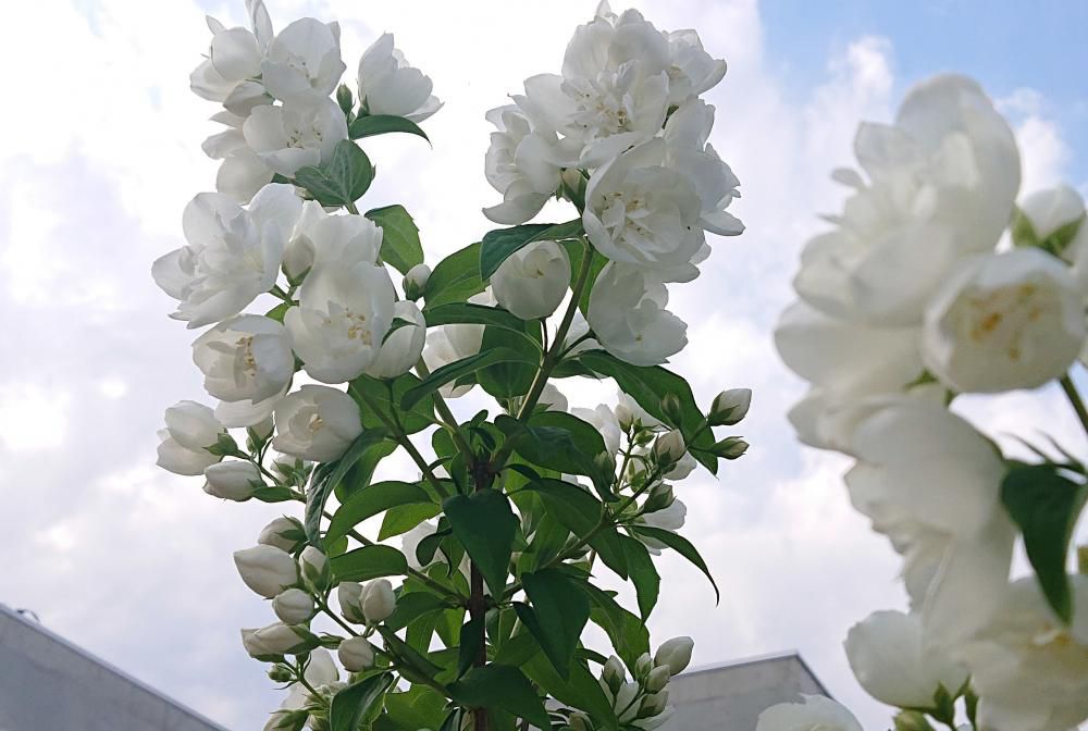 真っ白な「バイカウツギ」が咲いていました　山地に生えている落葉の花木ですが庭木にも植えられているようです　花には少し香りがあって花びらが４枚しかありませんが梅に似ていることから　この和名がついたとのことです　緑の葉と真っ白な花は爽やかさを感じさせてくれます