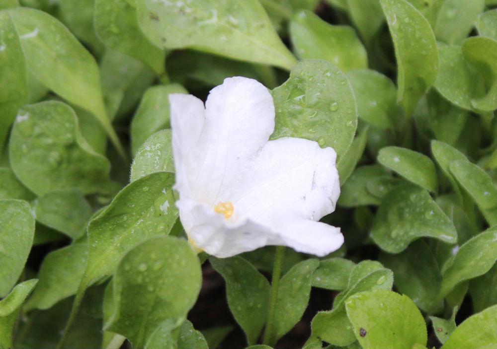 雨に打たれおちょこに酒を注いだように花に水がたまっている知人からもらった小さく白い「ギンパイソウ」（サカズキバナともいわれています）咲いています　あまり水やりをしなくてとも育ちます　石などの地面でも育ちむしろ土では葉が繁茂してあまり花を咲かせてくれません　長い期間楽しめる手のかからない花で庭を彩ってくれる可愛い花です　これから真っ白な花が一斉に地面を彩ってくれます