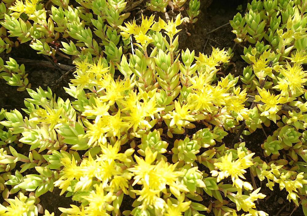 散歩途中の道ばたに黄緑の茎にとてもきれいな黄色い花を付けた「ツルマンネングサ」という雑草がたくさん生えていました　繁殖力が旺盛で地を這うように次々と増えていくといいます　実は付けないのですがちぎれた茎１枚でも土に転がっているとそこから発根するといいます　今年はいつもになく多いかなと感じているのは私だけでしょうか