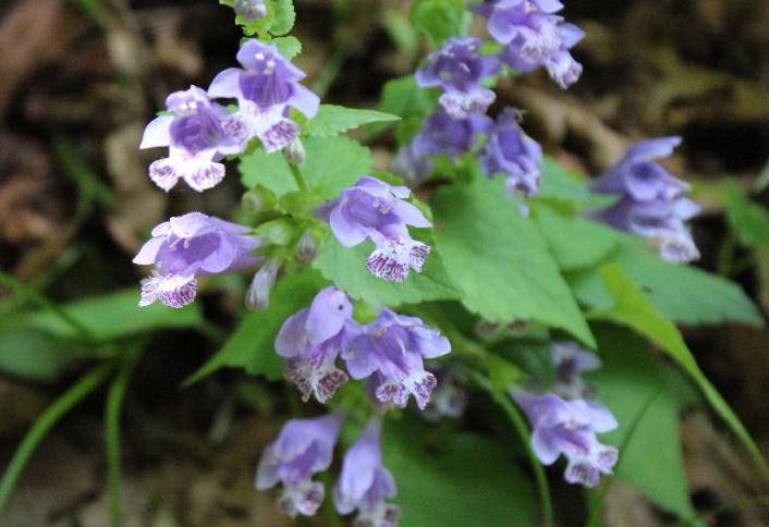 谷の川沿いを歩いていると小さな紫色の花をみつけました　ネット検索をしてみると「ラショウモンカズラ」とヒットしました　平安中期の武将　渡部綱が羅生門で切り落としたとされる鬼女の腕に見立てたとされています