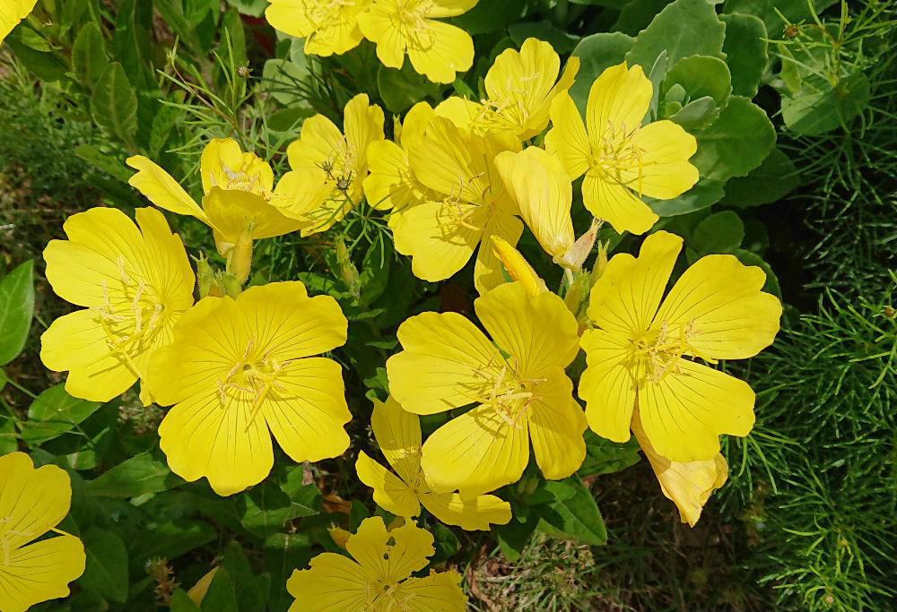 近所の玄関先に真っ黄色の花がさいていました　その家の方に聞いたところ「ヒルザキツキミソウ」ではないかとのことでしたがネットで検索してみると「シモフリマツヨイグサ」とヒットしました　花の形や色などそうかなと思われますが名前はともあれ黄色の花がいっぱい咲いていて思わず「きれいですね」と写真を撮らせてもらいました　梅雨空の晴れ間のひと時です