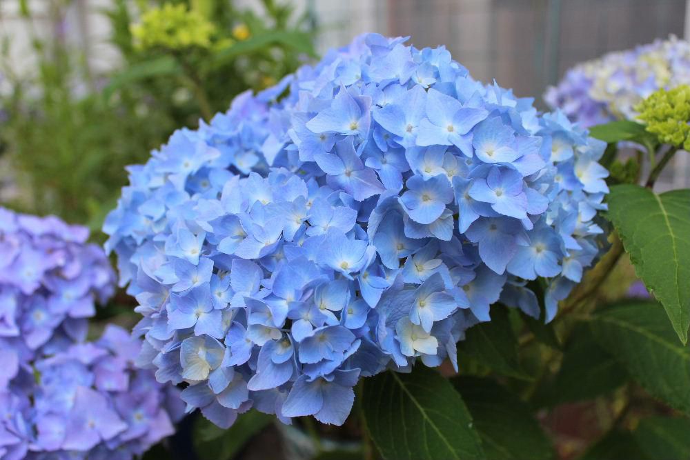 梅雨に入り今日からは毎日雨模様の天候になりそうです　梅雨時の花「アジサイ」が今を盛りと咲かせています　１５年前に還暦の誕生日にいただいた「ガクアジサイ」も咲いています　梅雨時に咲くから紫色の「アジサイ」が似合うのでしょうか　近所のそちこちにもアジサイの花をみることができます