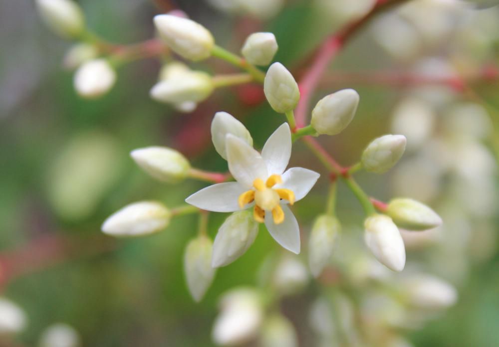 秋に真っ赤な実をつける「ナンテン」の花が咲いています　小さなかわいい花です　難を転ずるからナンテンと名付けられたともいわれていますがお年寄りが転びそうにな時に寄りかかる木としてトイレの近くに植えられていたようです　秋の赤い実は縁起の良い木としてお正月飾りにも使われています
