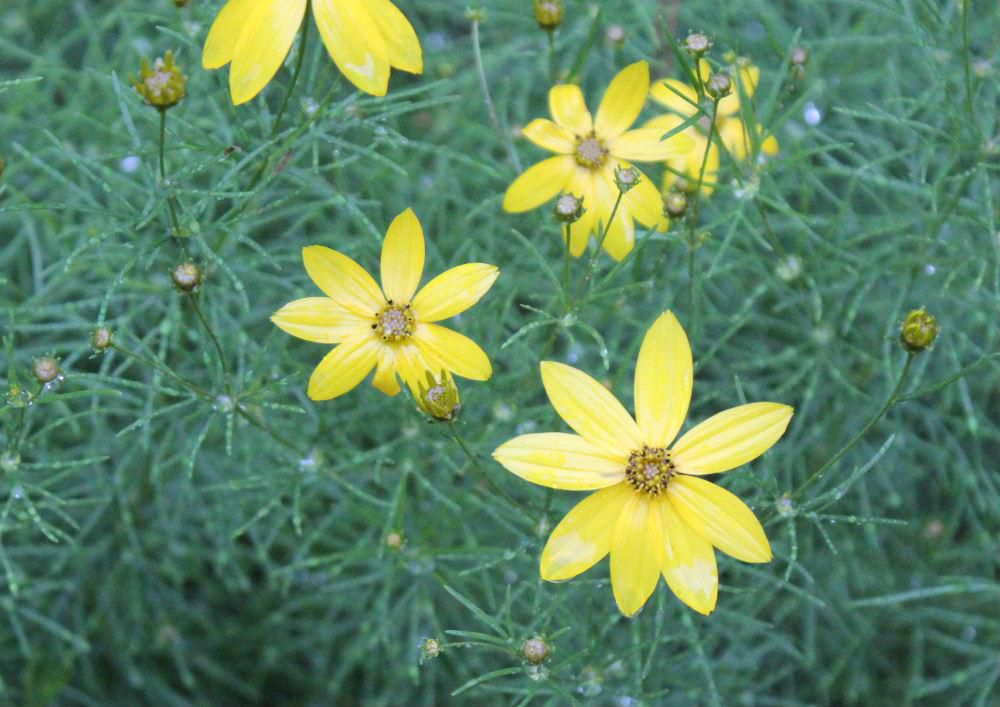 夏のコスモスのような「イトバハルシャギク」という黄色の花が咲いています　葉もコスモスのようですが夏に咲いています　秋のコスモスは種で増えていくのですがこの花は秋になると枯れて春に芽を出す「宿根コスモス」とも呼ばれています　朝方までの雨にぬれています