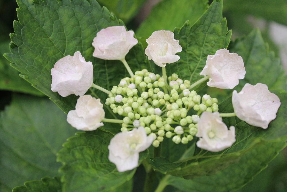還暦の誕生日に職場でもらった鉢植えの「ガクアジサイ」を地植えしていますが今年も咲いてくれました　普通のアジサイと違った趣があります　連日蒸し暑い日が続きます　アジサイにとっては一番良い季節なのでしょうか